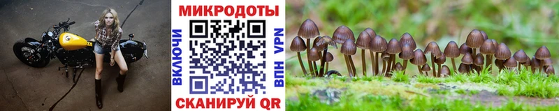 хочу   Нерюнгри  Галлюциногенные грибы Psilocybine cubensis 